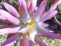 Mimetes cucullatus flowering concealed